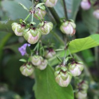 Strobilanthes lupulina Nees